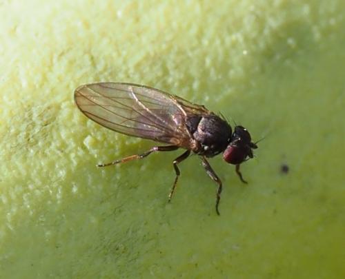Calliopum sp.